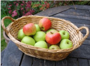 Georgia Apple Festival 