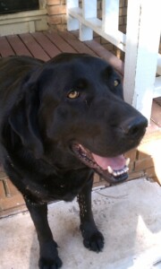 Removing Pets During Showings